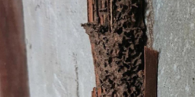 白螞蟻怎么能徹底消滅